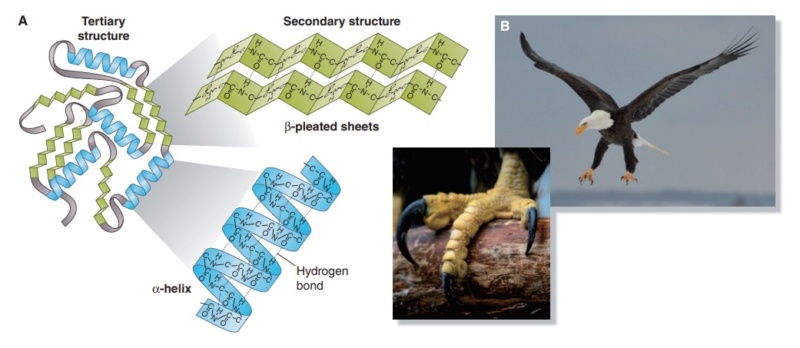 Can the origin of feathers be explained through evolution ?  Feathe40