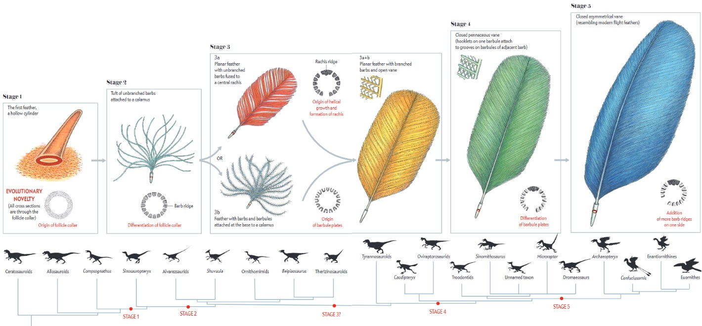 Can the origin of feathers be explained through evolution ?  Feathe60