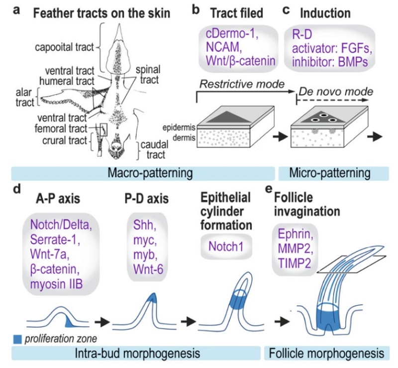 Can the origin of feathers be explained through evolution ?  Feathe66