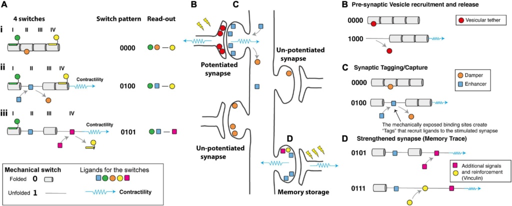 Talin as a mechanosensitive signaling hub Fnmol-10