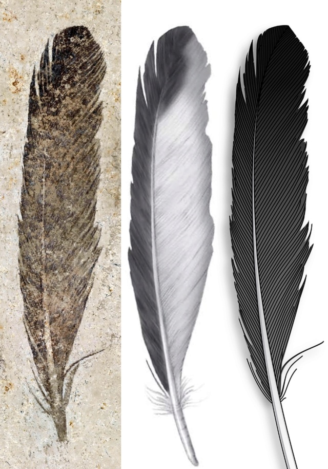 Can the origin of feathers be explained through evolution ?  Fossil10