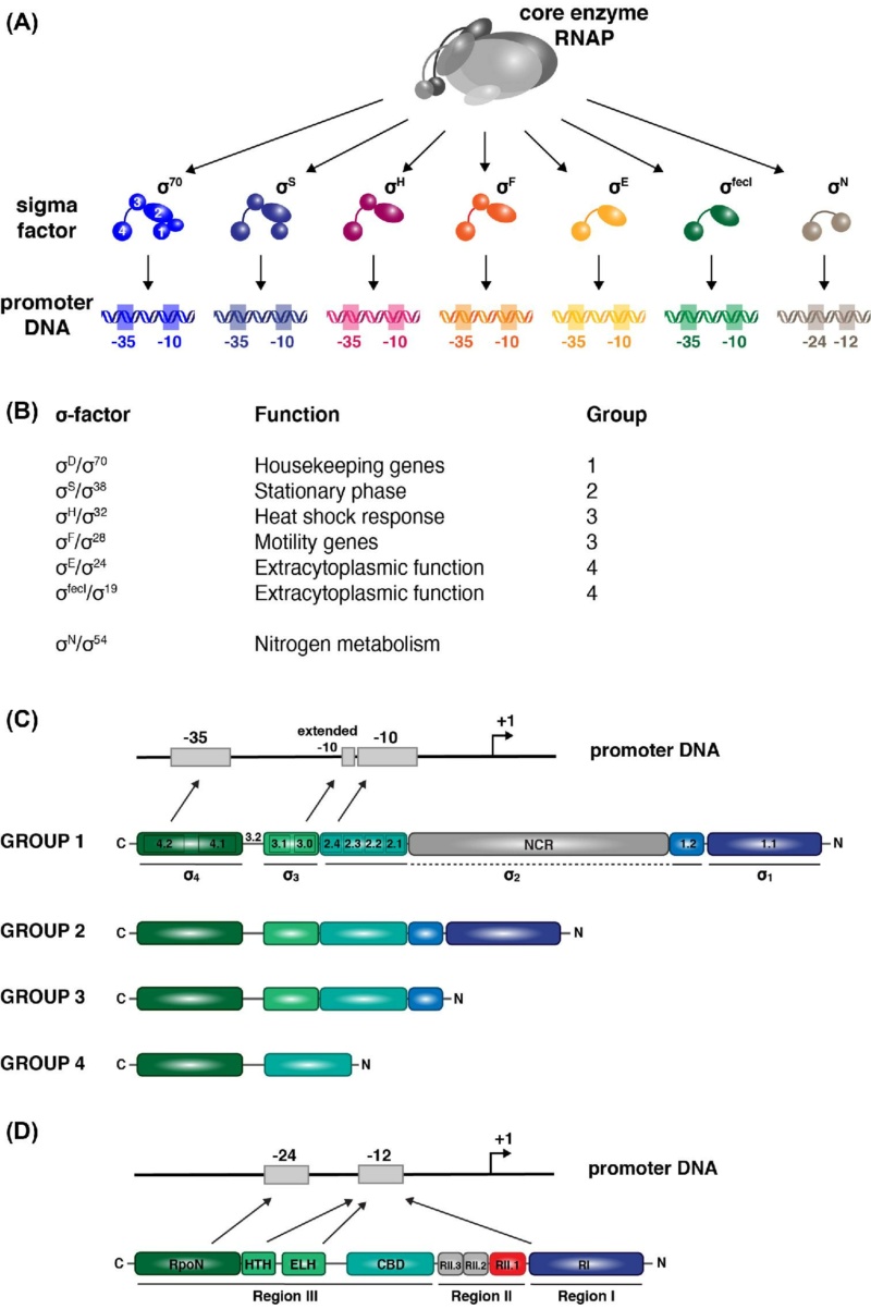 Control of Gene Expression, and gene regulatory networks  point to intelligent design Fuz00111