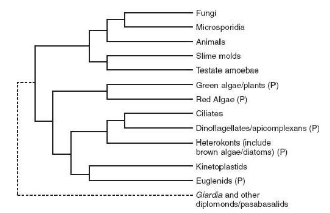 The major ( hypothesized) transitions in evolution Geneal10