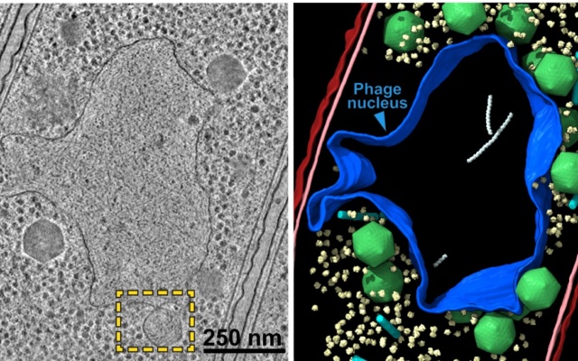 Giant Viruses Called 'Jumbo Phages'  Giant_11