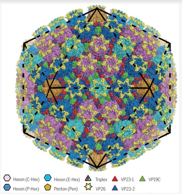 Virus Capsids: A Work of art and marvellous engineering pointing to design Herpes10