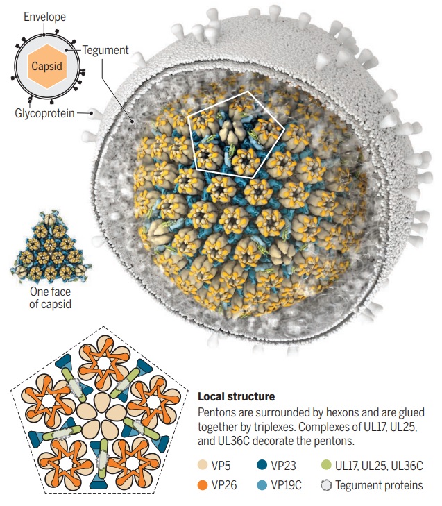 Virus Capsids: A Work of art and marvellous engineering pointing to design Herpes11