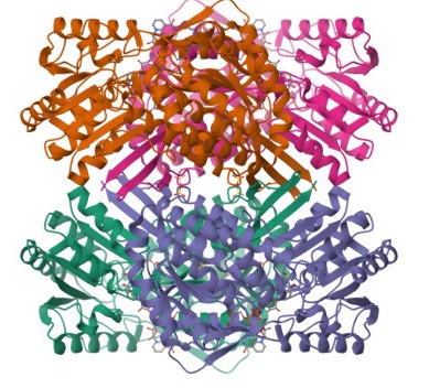 The RNA - DNA nexus: Proteins Iiiiii10