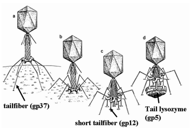 The amazing design of the T4 bacteriophage and its DNA packaging motor Infect12
