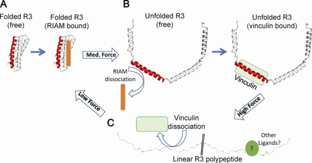 Talin as a mechanosensitive signaling hub Jcb_2011