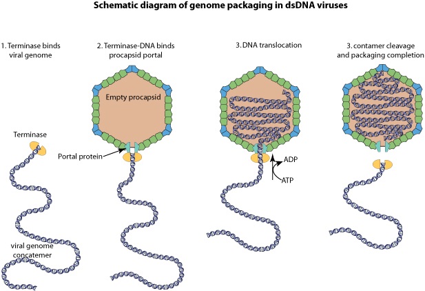 The amazing design of the T4 bacteriophage and its DNA packaging motor Large_10