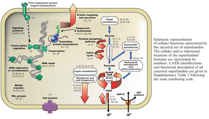 Abiogenesis: LUCA—The Last Universal Common Ancestor Last_u10