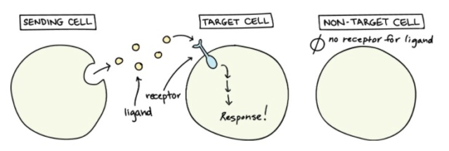 Crosstalk between proteins, organells and cells: By evolution, or design ?  Ligand10