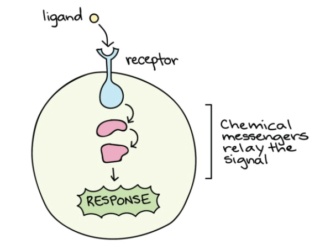 Crosstalk between proteins, organells and cells: By evolution, or design ?  Ligand12