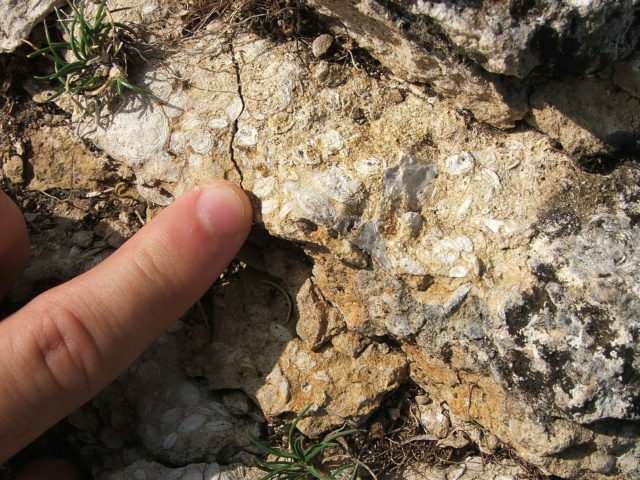Nummulite Fossils Makrof10