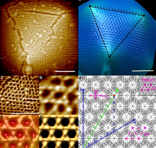 Principles of fascinating Virus Architecture: By evolution, or design ? Mimivi10