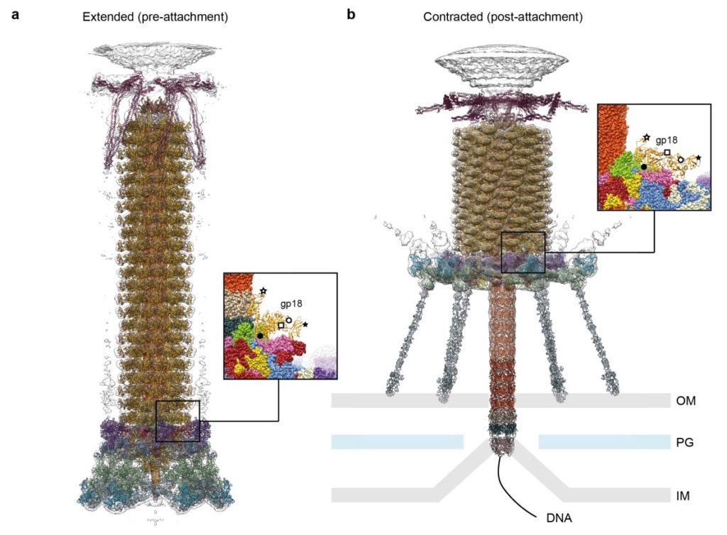 The amazing design of the T4 bacteriophage and its DNA packaging motor Model_12