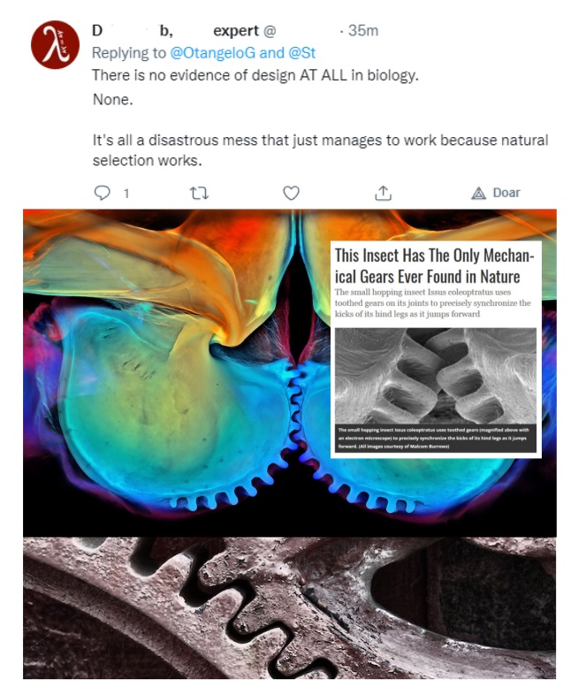 Working Gears in Plant-Hopping Insect - by evolution, or design? No_evi10