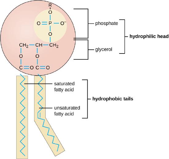 The cell membrane , and origin of life scenarios Osc_mi11