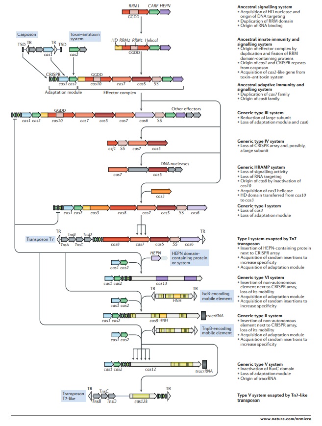 Origin of CRISPR-Cas molecular complexes of prokaryotes Outlin10