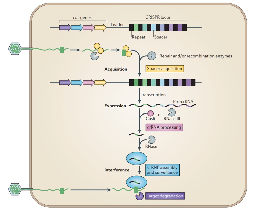 Origin of CRISPR-Cas molecular complexes of prokaryotes Overvi11