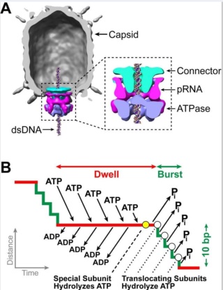 The amazing design of the T4 bacteriophage and its DNA packaging motor Overvi13