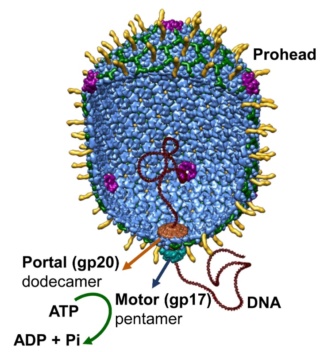The amazing design of the T4 bacteriophage and its DNA packaging motor Overvi14