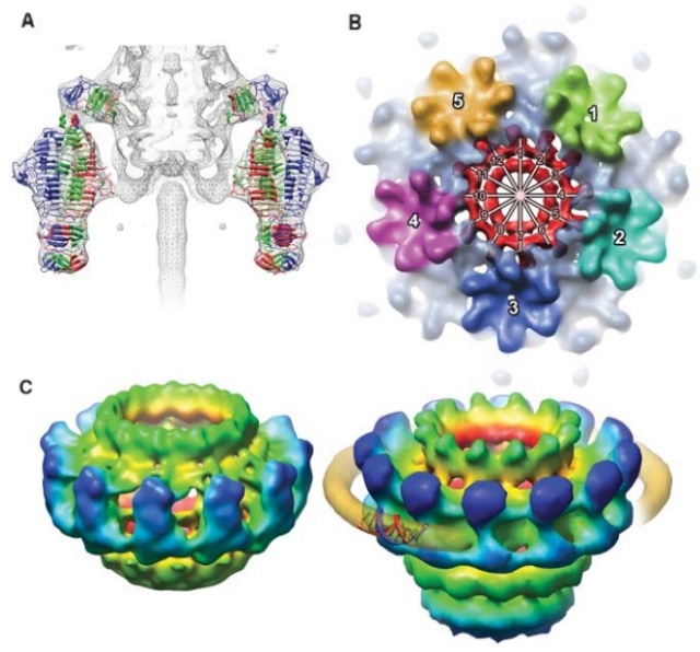 The amazing design of the T4 bacteriophage and its DNA packaging motor P22_vi10