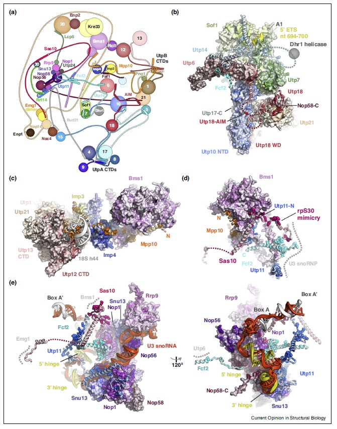 Translation through ribosomes,  amazing nano machines Peptid10