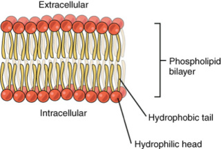 The cell membrane , and origin of life scenarios Phosph10