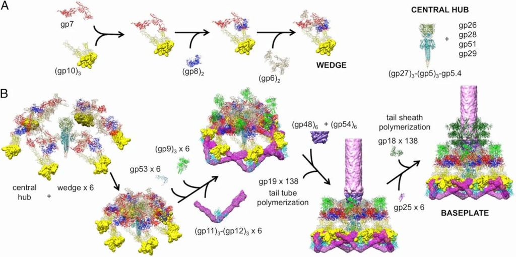 The amazing design of the T4 bacteriophage and its DNA packaging motor Pnas_w11