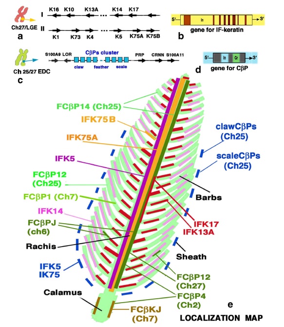 Can the origin of feathers be explained through evolution ?  Polyme14