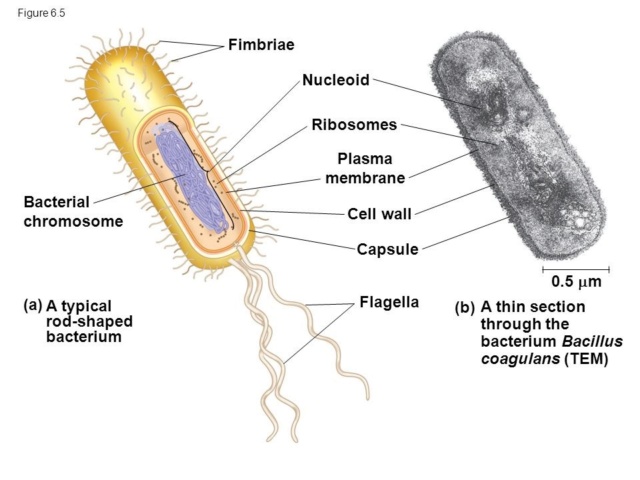 Bacteria, the first domain of life Proccj10