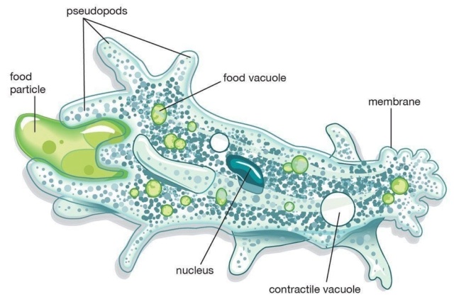 Eukaryotes, and their origin Protis10