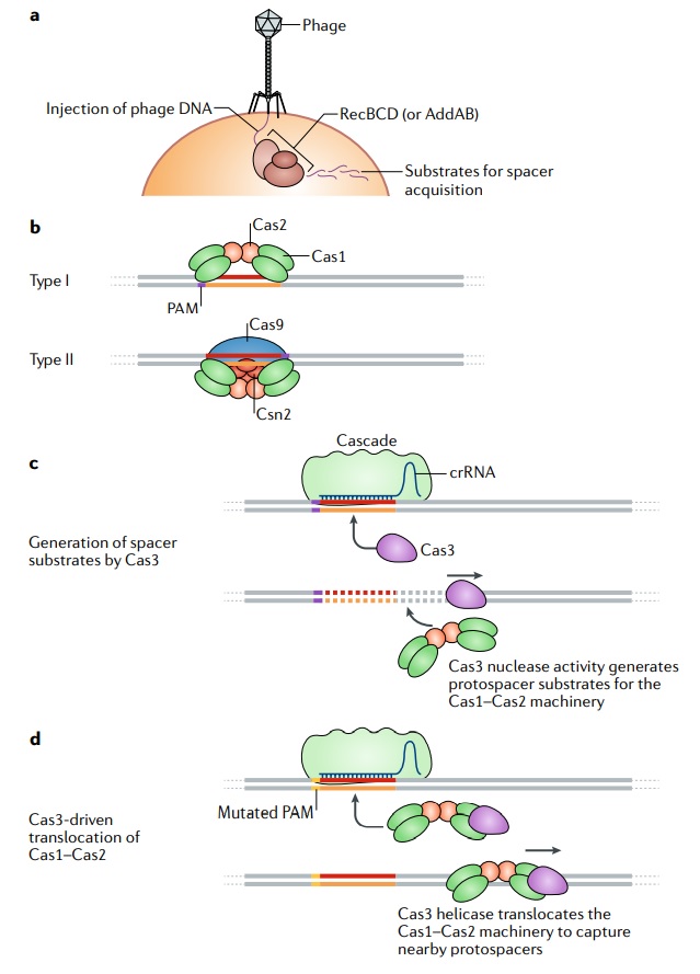 Origin of CRISPR-Cas molecular complexes of prokaryotes Protos10