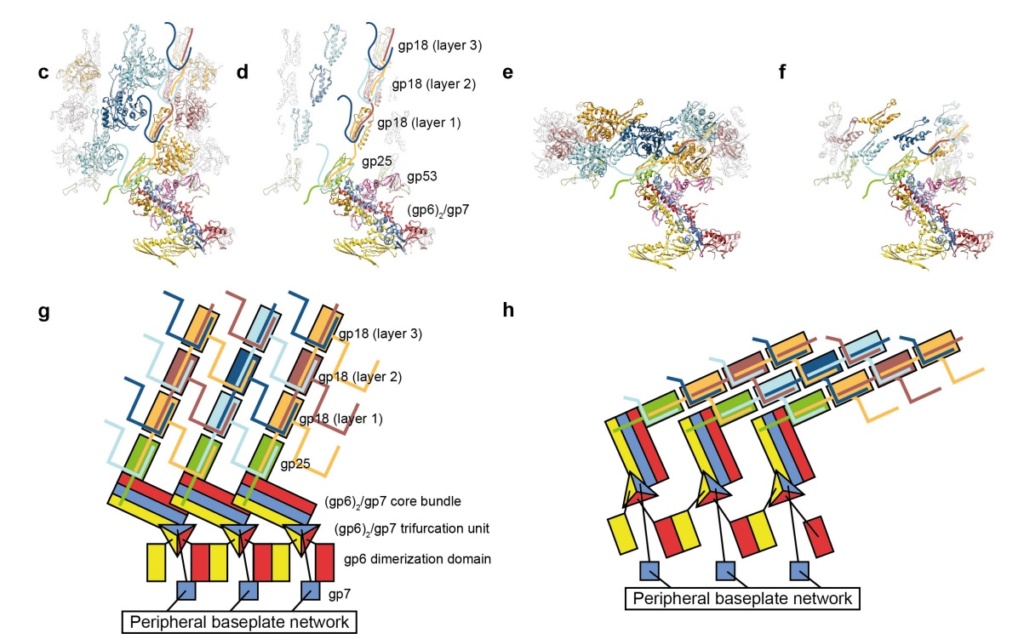 The amazing design of the T4 bacteriophage and its DNA packaging motor Pseudo10