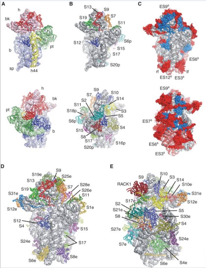 Translation through ribosomes,  amazing nano machines Riboso14