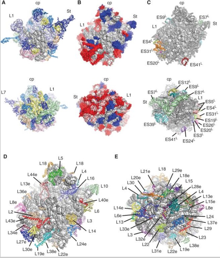 Translation through ribosomes,  amazing nano machines Riboso16