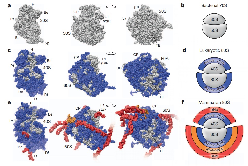 Translation through ribosomes,  amazing nano machines Riboso17