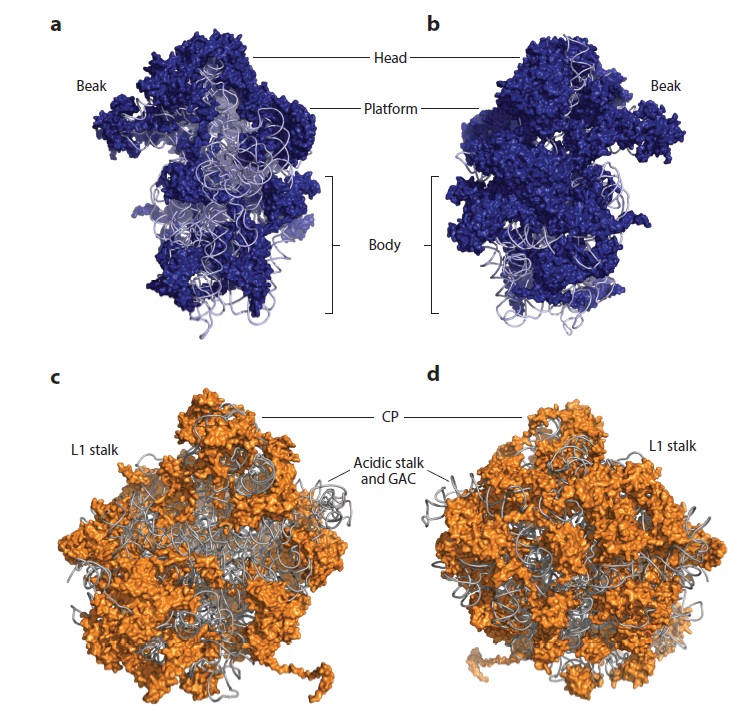 Translation through ribosomes,  amazing nano machines Riboso26