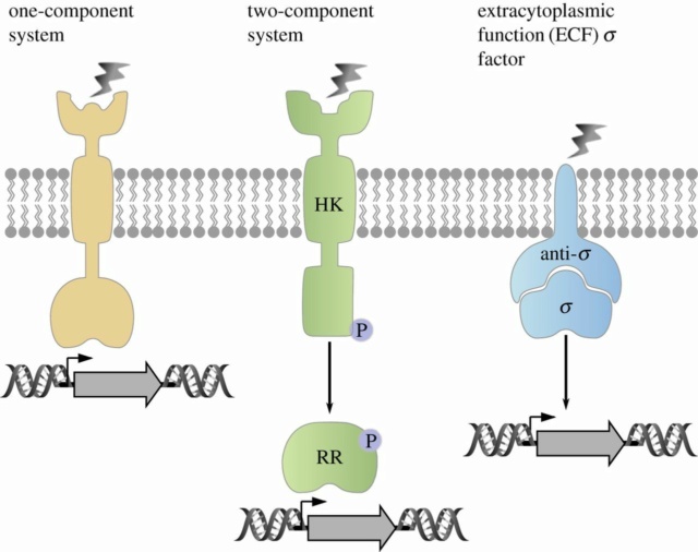 Cell signaling & the origin of life Rsob1810