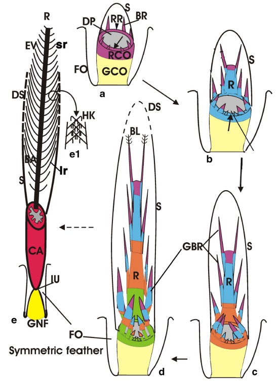 Can the origin of feathers be explained through evolution ?  Schema13