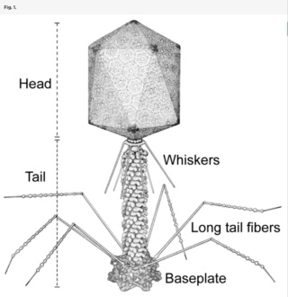 The amazing design of the T4 bacteriophage and its DNA packaging motor Schema16