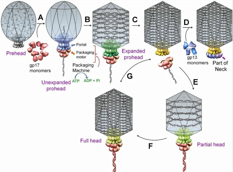 The amazing design of the T4 bacteriophage and its DNA packaging motor Sdffsd10