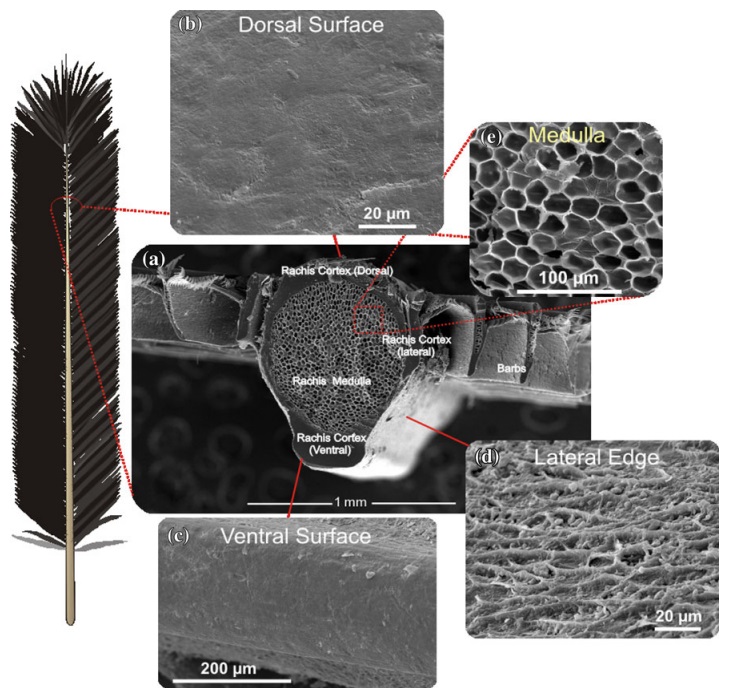 Can the origin of feathers be explained through evolution ?  Sem_of10