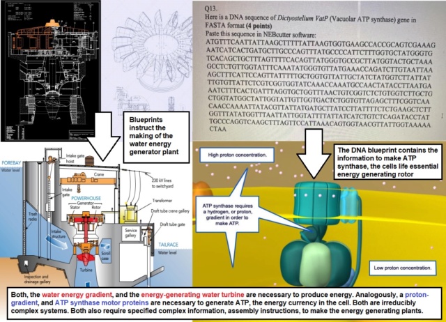 The irreducibly complex ATP Synthase nanomachine, amazing evidence of design - Page 2 Sem_tz32