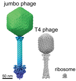 Giant Viruses Called 'Jumbo Phages'  Sizeco11