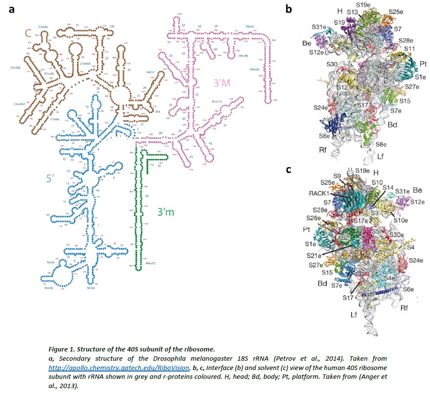 Translation through ribosomes,  amazing nano machines Struct10