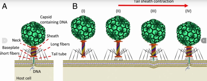 The amazing design of the T4 bacteriophage and its DNA packaging motor Struct18