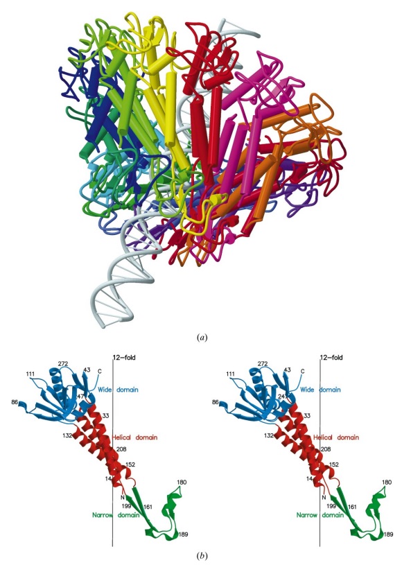 The amazing design of the T4 bacteriophage and its DNA packaging motor Struct19