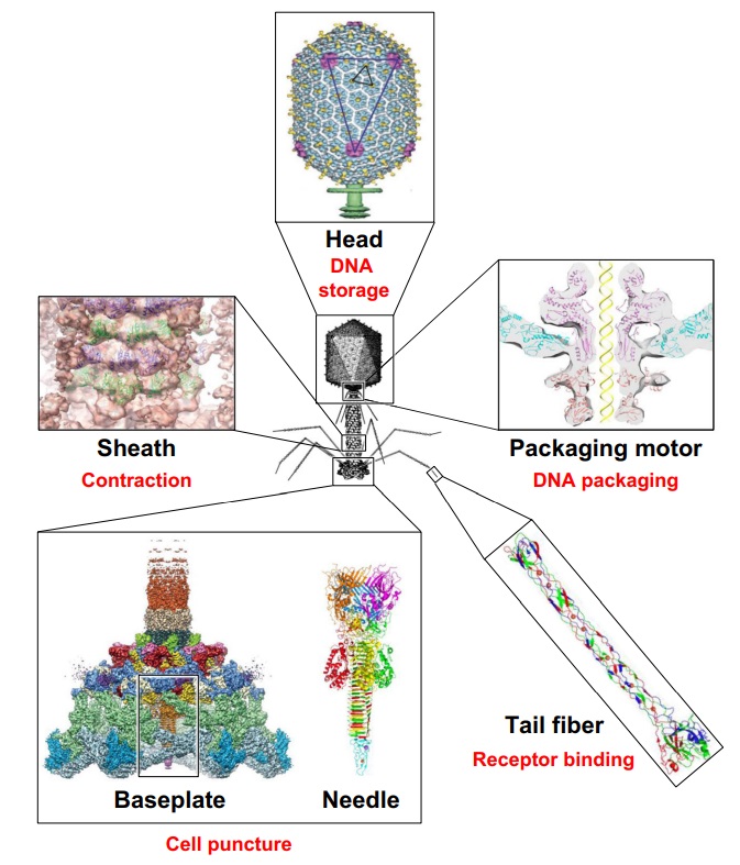 The amazing design of the T4 bacteriophage and its DNA packaging motor Struct21